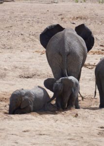 Elefantes buscando agua en rio seco