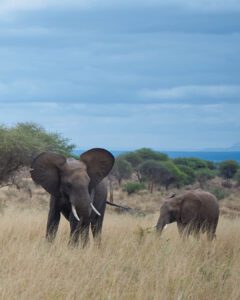 Dos elefantes jugando en Tanzania