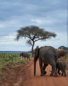 Familia de elefantes caminando junto a árbol