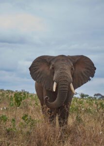 Elefante macho visto de frente mostrando sus orejas y colmillos