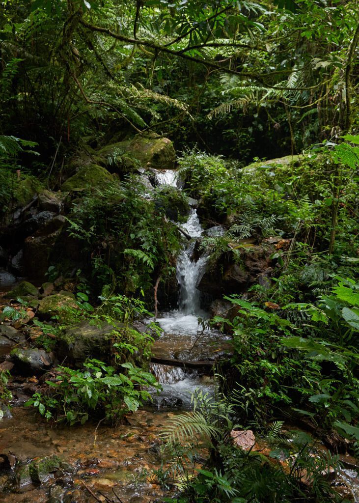 Bosque tropical en Uganda con caída de rio
