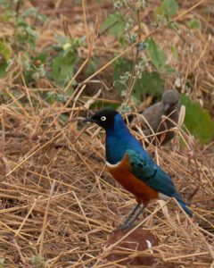 Pájaro de plumaje azul y naranja
