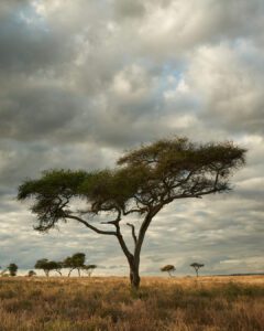 Acacia en Tanzania