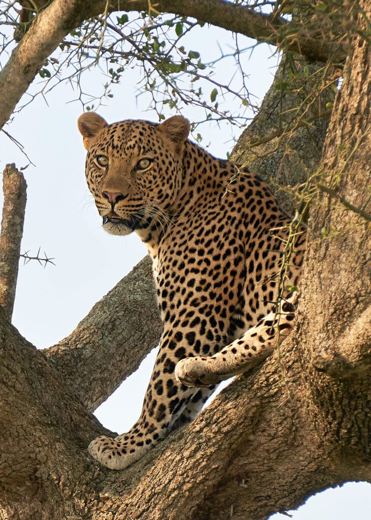 Leopardo sentado en árbol