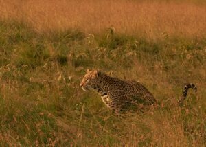 Leopardo caminando en Tanzania al atardecer