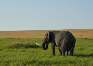 Elefante visto de lado mostrando sus colmillos