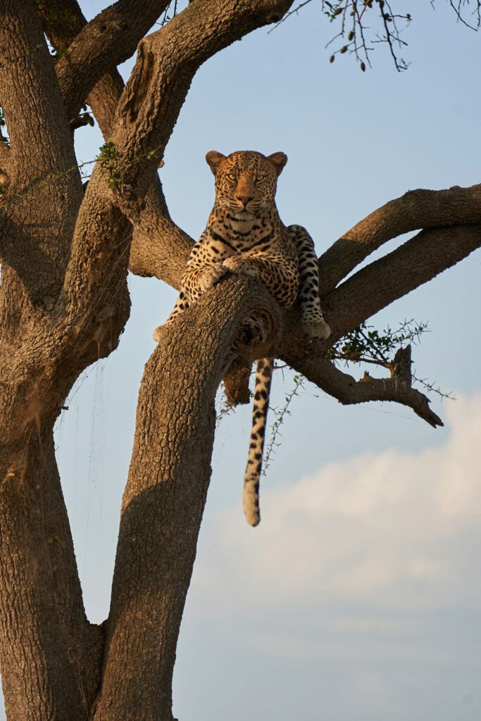 Leopardo en árbol