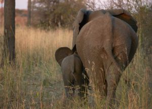 Mamá elefante con su bebé caminando juntos
