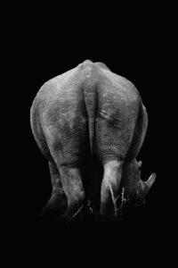 Rinoceronte comiendo visto de atrás foto en blanco y negro