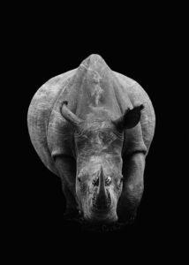 Rinoceronte comiendo visto de frente en blanco y negro