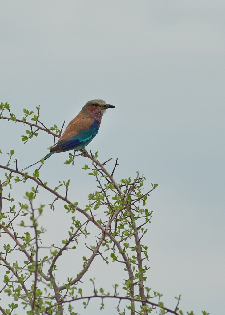 Pájaro parado en ramita
