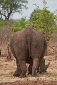 Rinoceronte comiendo visto de átras