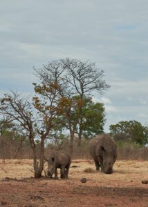 Dos rinocerontes en libertad