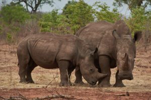Mamá e hijo rinocerontes