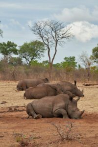Rinocerontes descansando