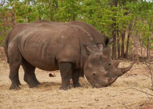 Dos rinocerontes pastando