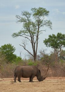 Rinoceronte bajo un árbol