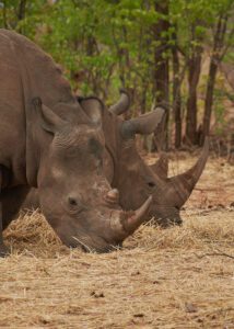 Acercamiento de dos rinocerontes vistos de perfil
