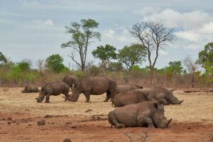 cinco rinocerontes descansando