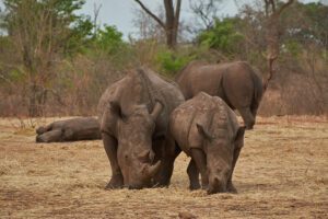 Rinocerontes caminando juntos