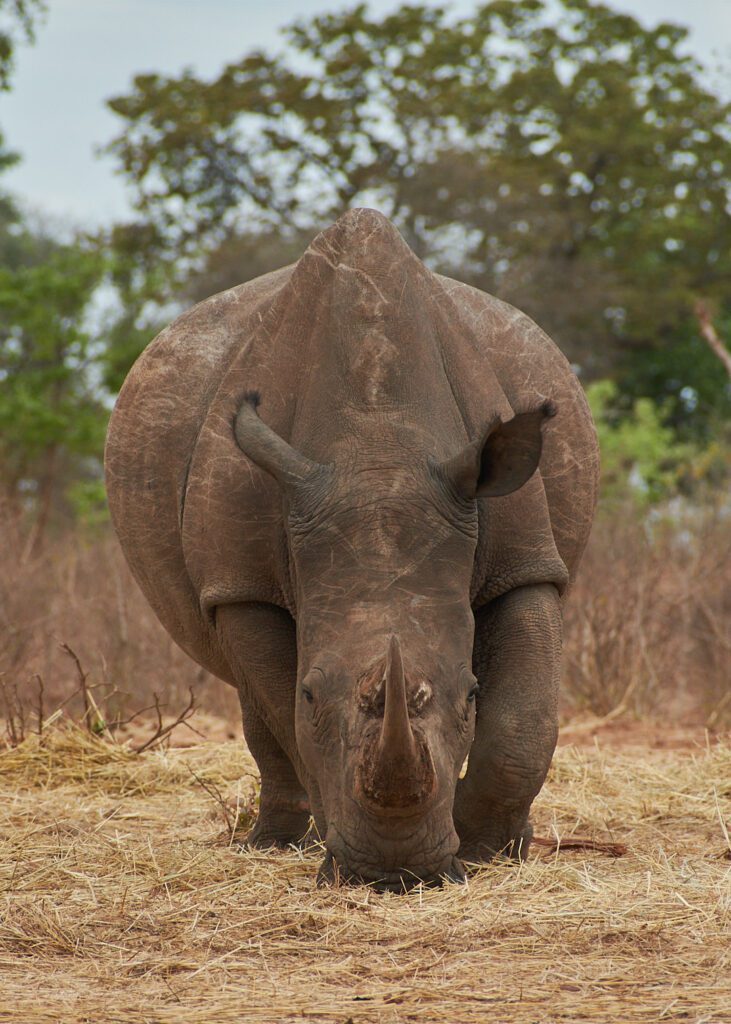Rinoceronte comiendo visto de frente