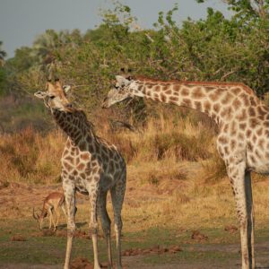 Dos jirafas viéndose a la cara