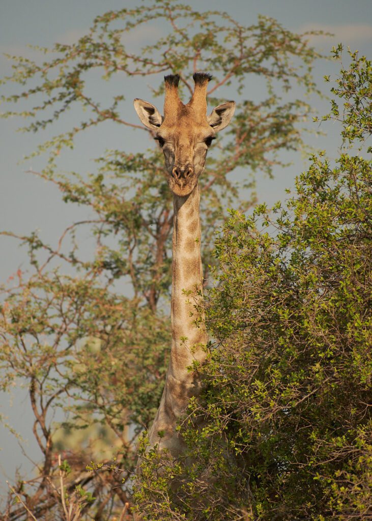Cabeza de jirafa saliendo de las ramas
