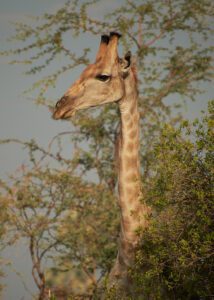 Cabeza de jirafa saliendo de las ramas