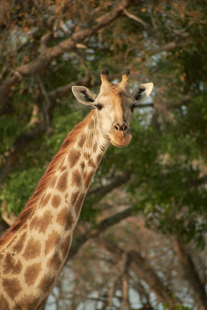 Cabeza de jirafa saliendo de las ramas