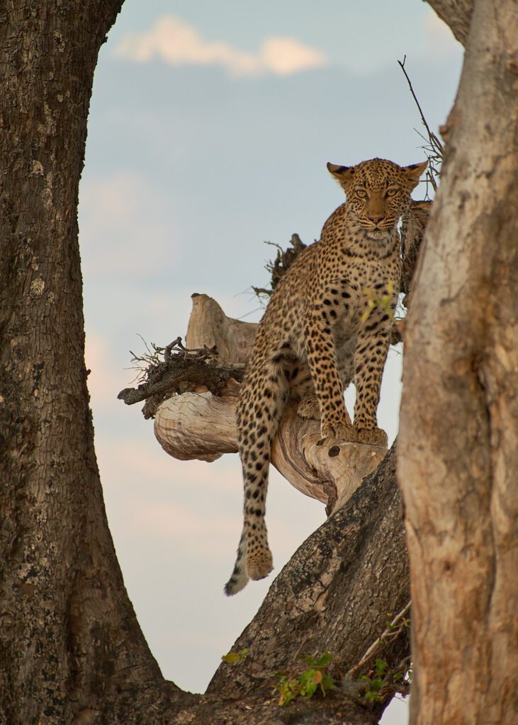 Leopardo en árbol