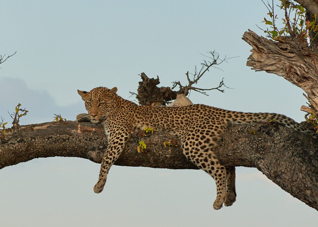 Leopardo en árbol