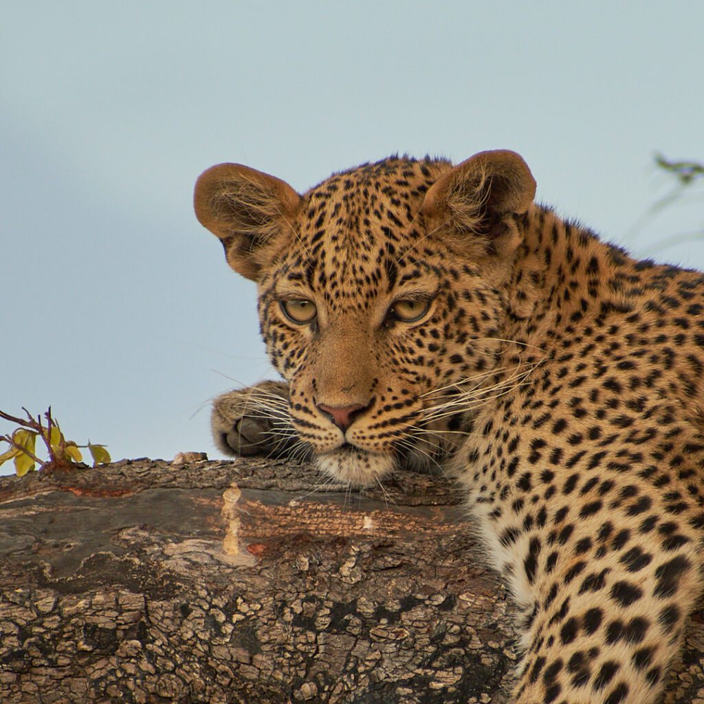 Leopardo en árbol