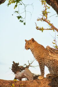 Leopardo en árbol al atardecer