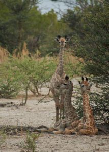 Tres jirafas pequeñas sentadas