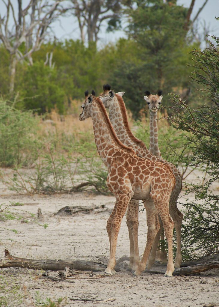 Tres jirafas pequeñas vistas de perfil