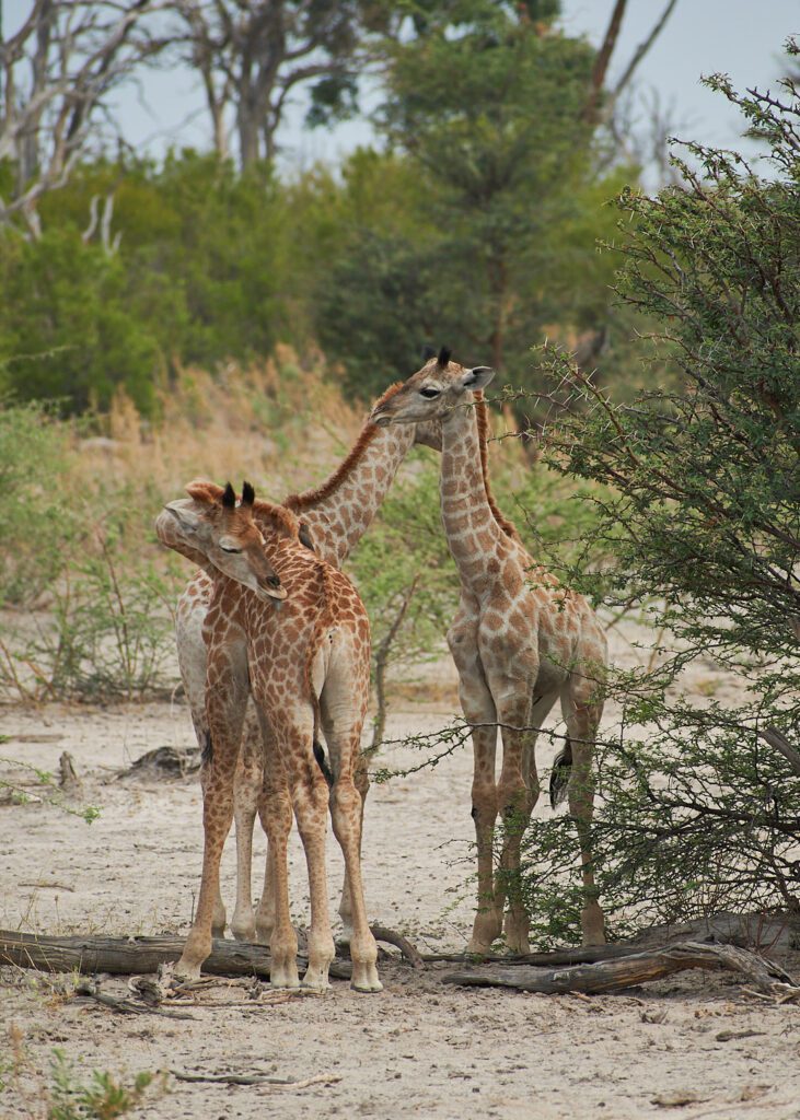 Tres jirafas pequeñas jugando