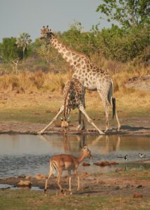 Dos jirafas y una tomando agua