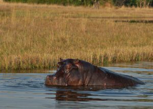 Hipopótamo en agua