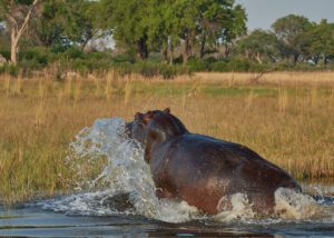 Hipopótamo saliendo del agua