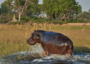 Hipopótamo saliendo del agua