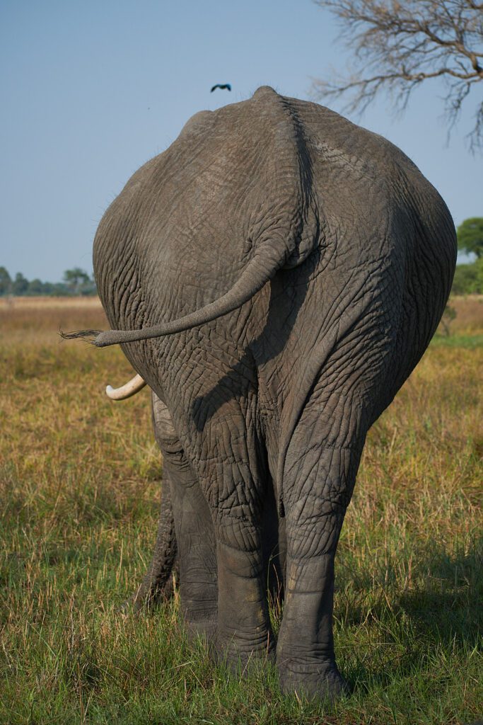 Vista trasera de un elefante macho