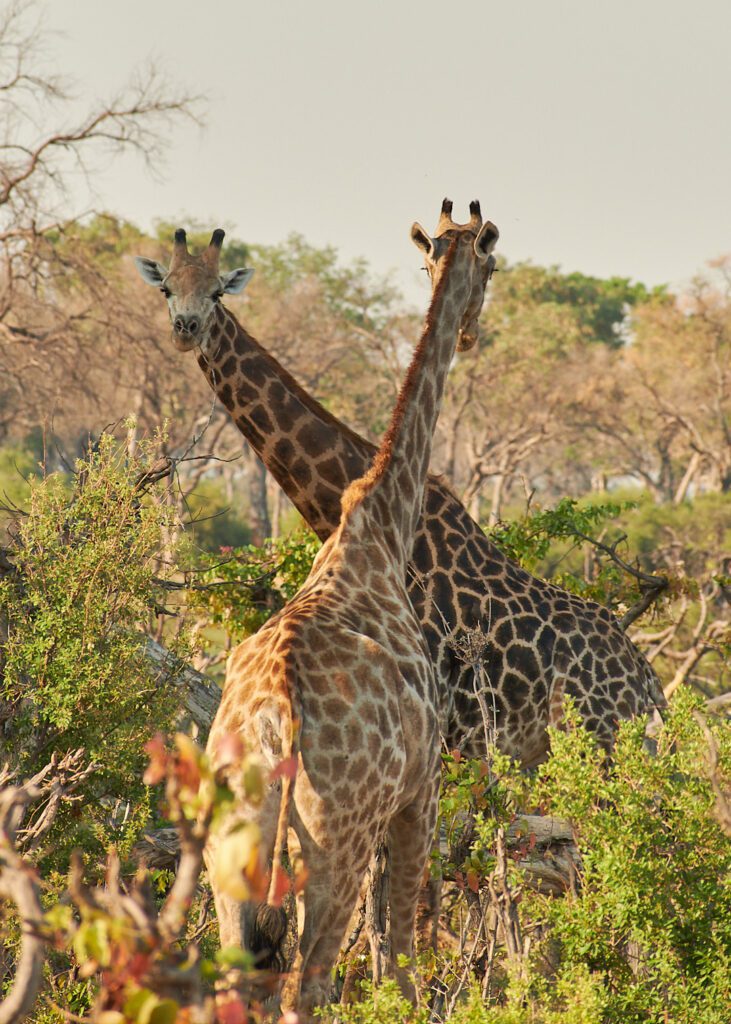 Dos jirafas una viendo al frente y otra vista de atrás