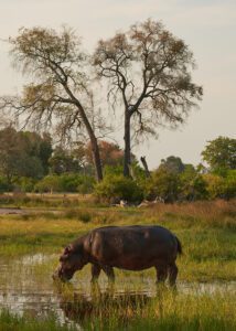 Hipopótamo en pradera y árbol de fondo
