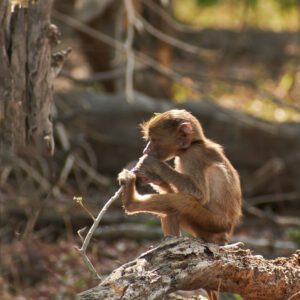 Mono jugando con ramita