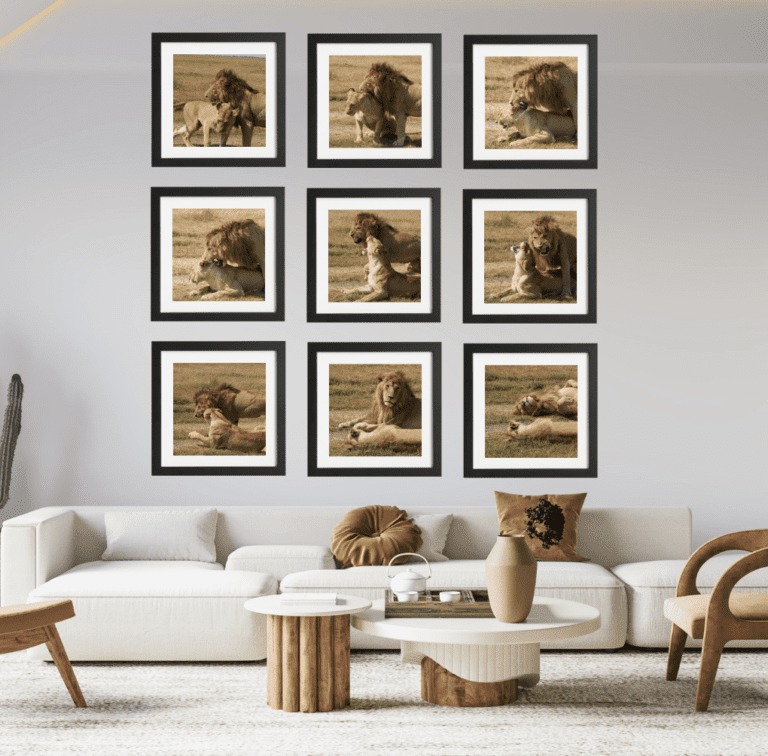 Sala con fotos de leones apareándose