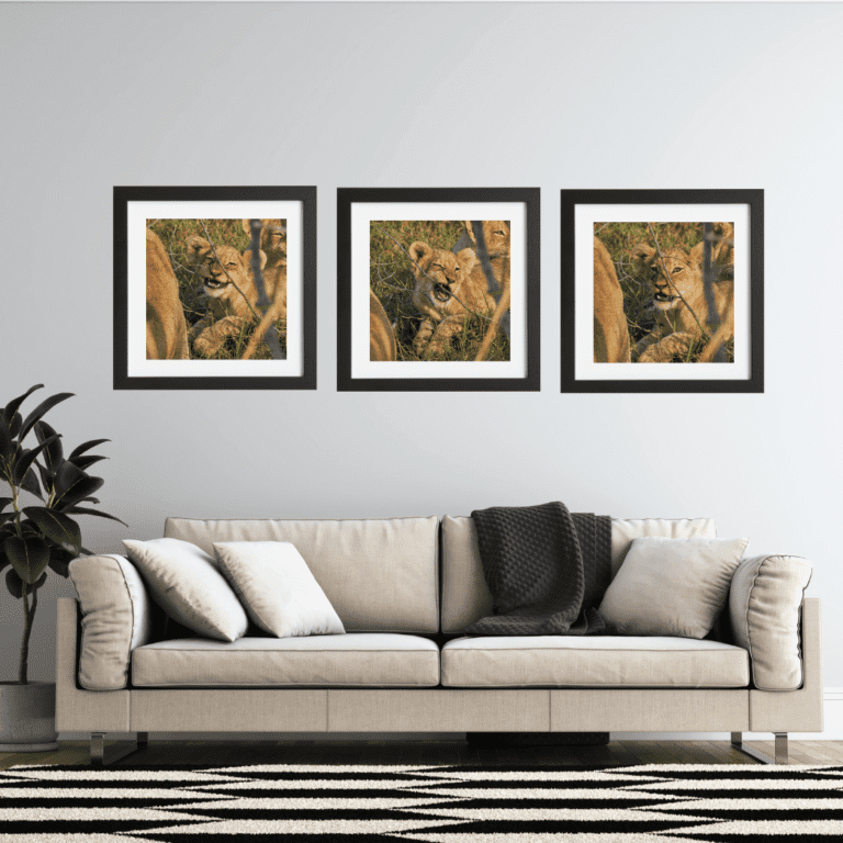 Sala con fotos de Leones bebes