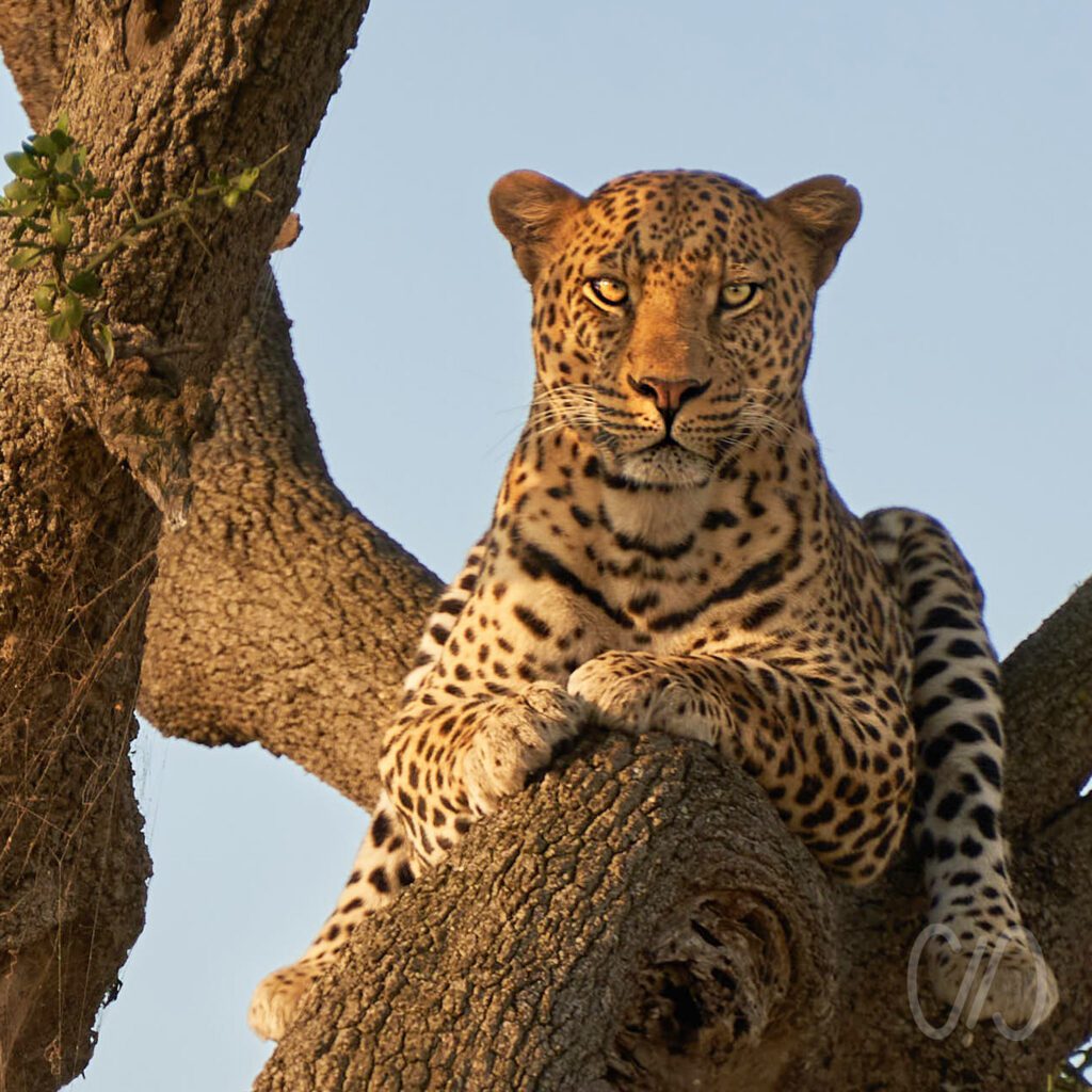 15 ideas para Decorar con Fotografías como con este leopardo sentado en la rama de un árbol